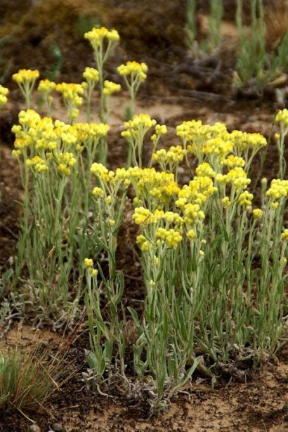 Helichrysum arenarium прямостоячие стебли